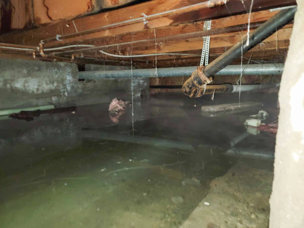 Best Water damage restoration specialists  in Goodman, MS